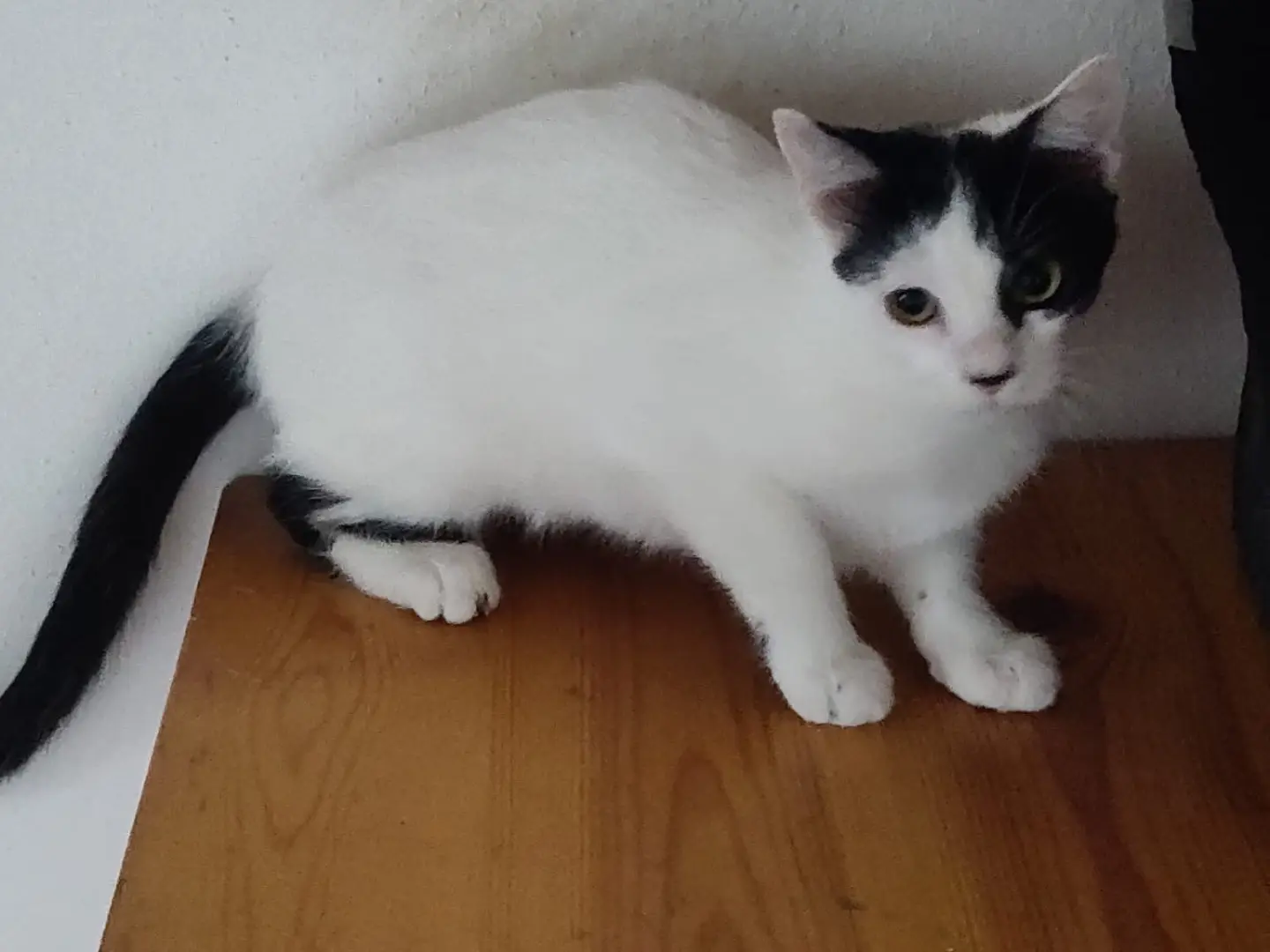 Adotta un gatto, femmina, 6 mesi, Crotone