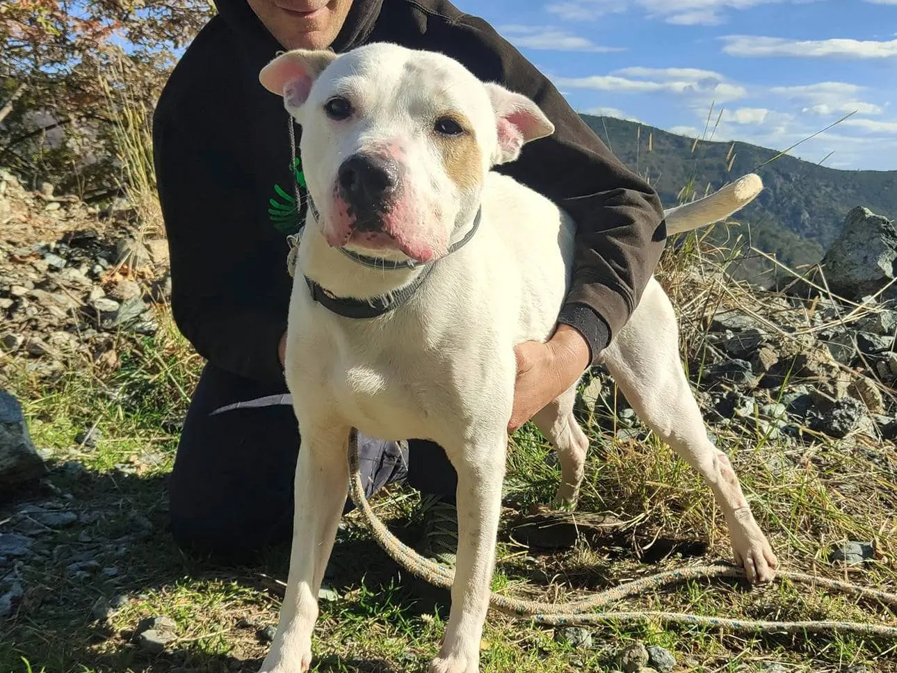 Adozione cane, maschio, Pitbull, 7 anni e 4 mesi, taglia grande, Genova