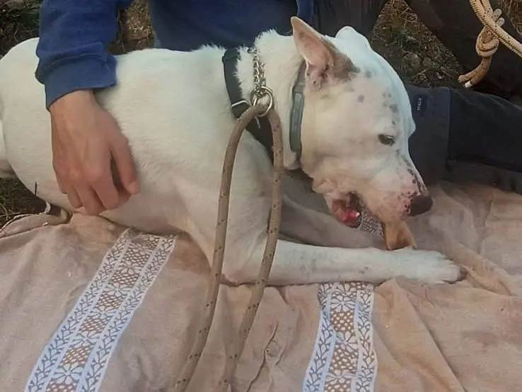 Adotta un cane, taglia grande, maschio, Genova