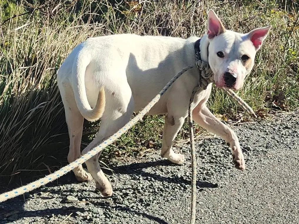 Adotta un cane, maschio, 7 anni e 4 mesi, Genova