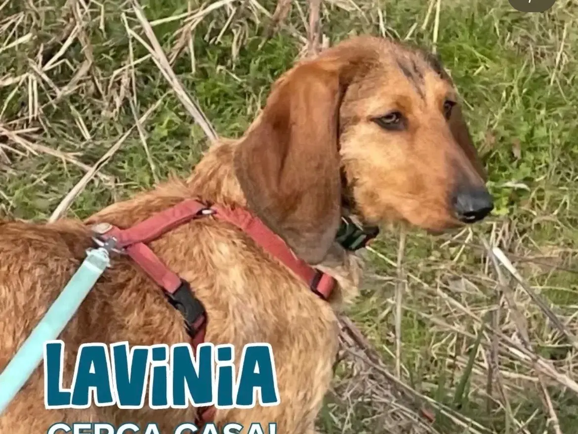 Adotta un cane, femmina, 1 anno e 4 mesi, Milano