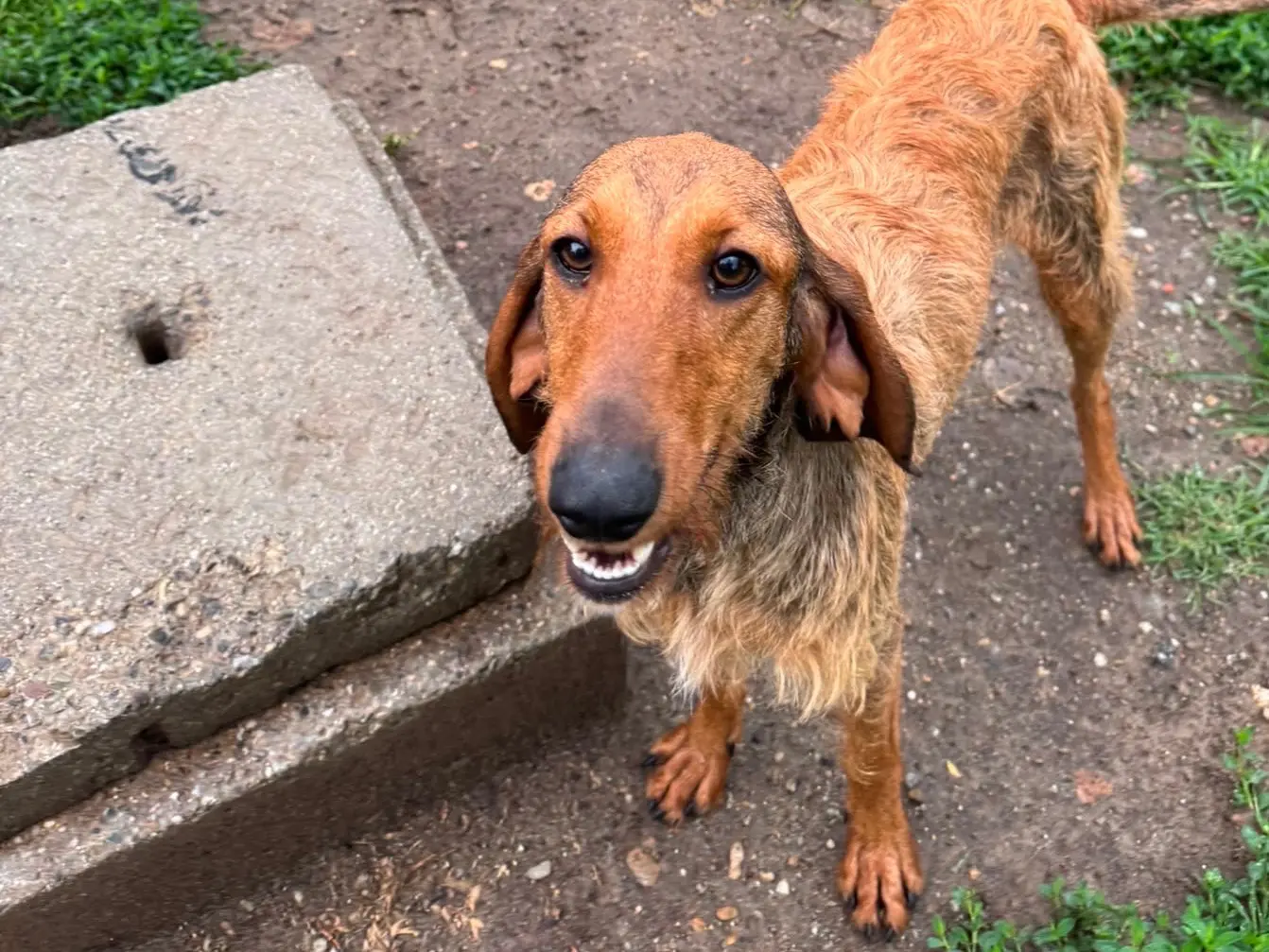 Adotta il cane Lavinia a Milano