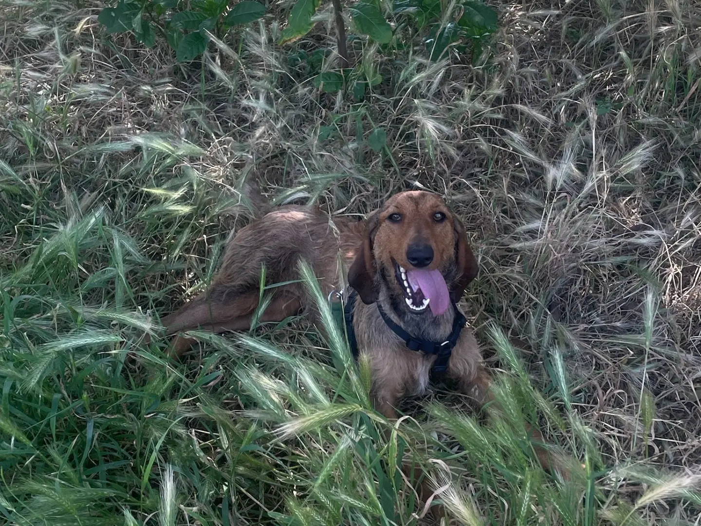 Adotta un cane, taglia media, femmina, Milano