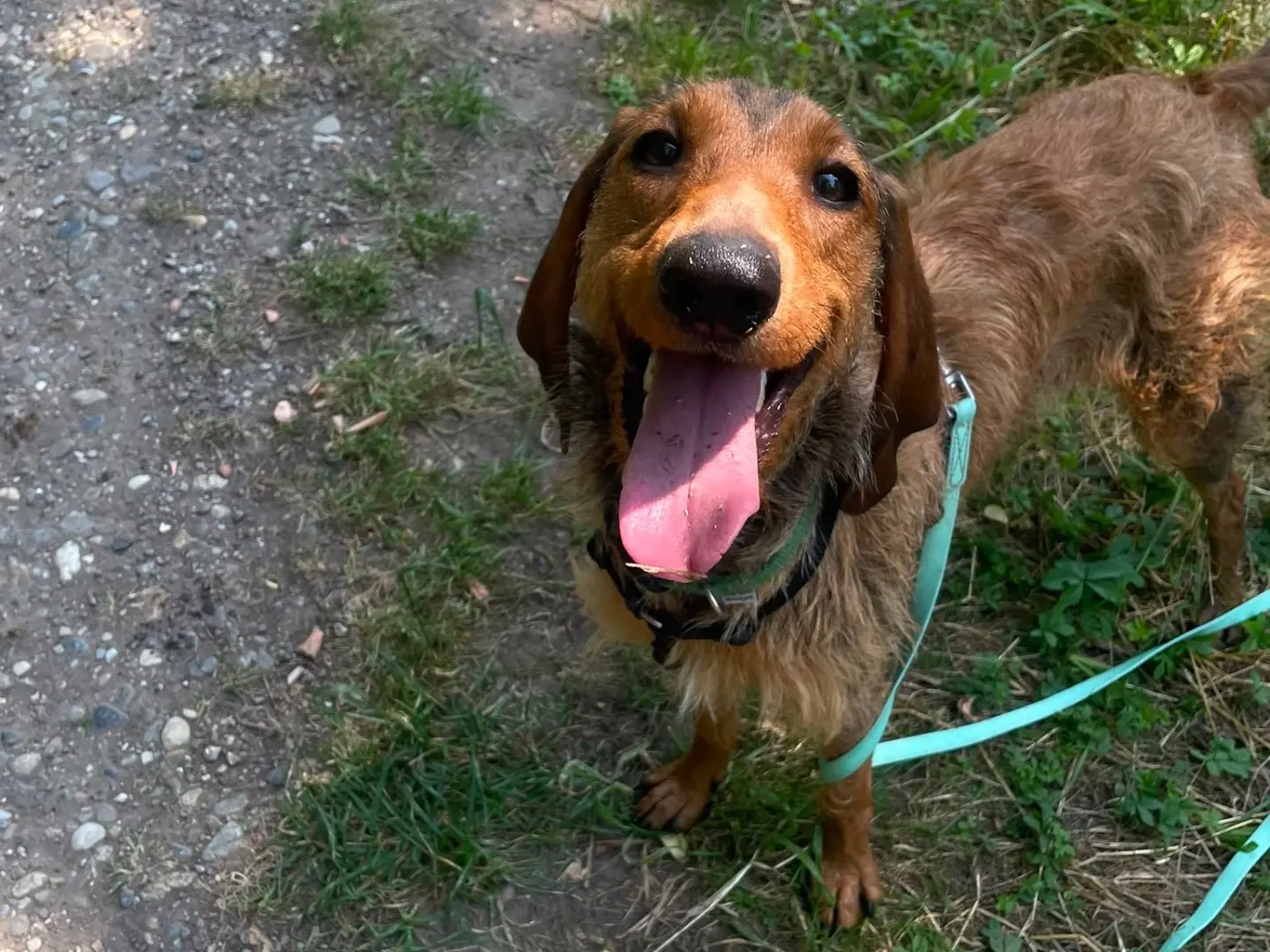Adozione cane, femmina, Segugio Razza sconosciuta, 1 anno e 4 mesi, taglia media, Milano