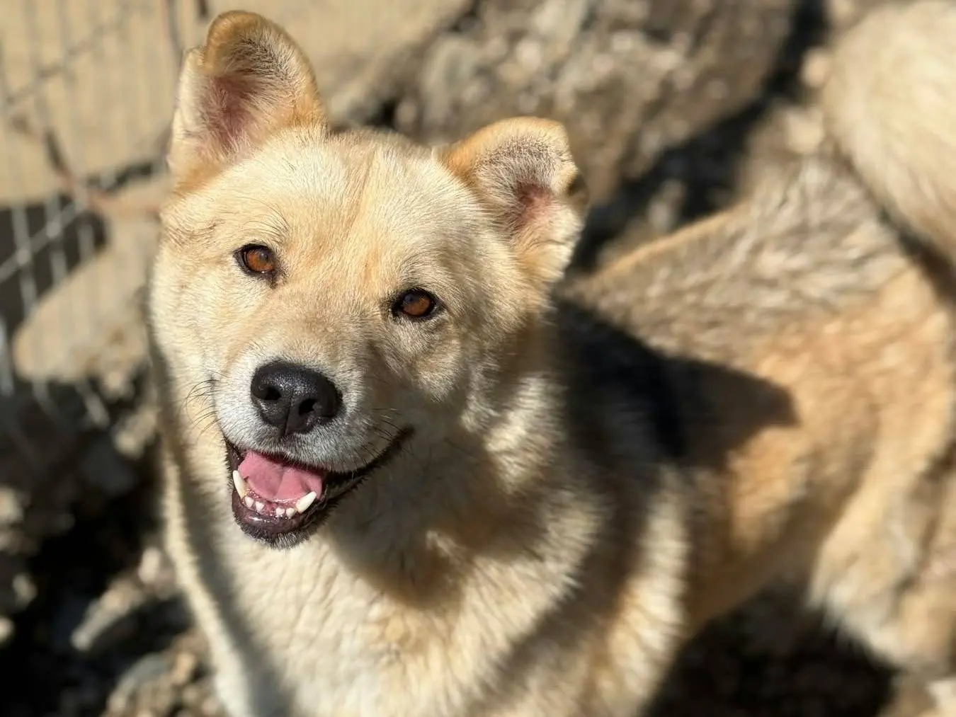 Adotta un cane, taglia media, maschio, Firenze