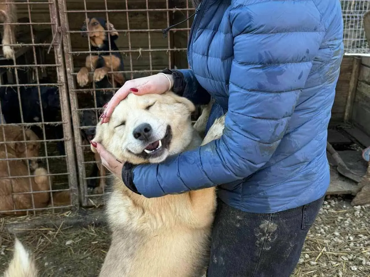 Vuoi adottare un cane a Firenze?