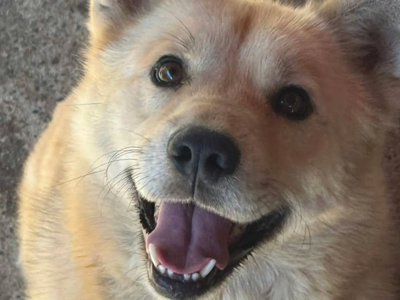 Adotta un cane, maschio, 4 anni e 4 mesi, Firenze
