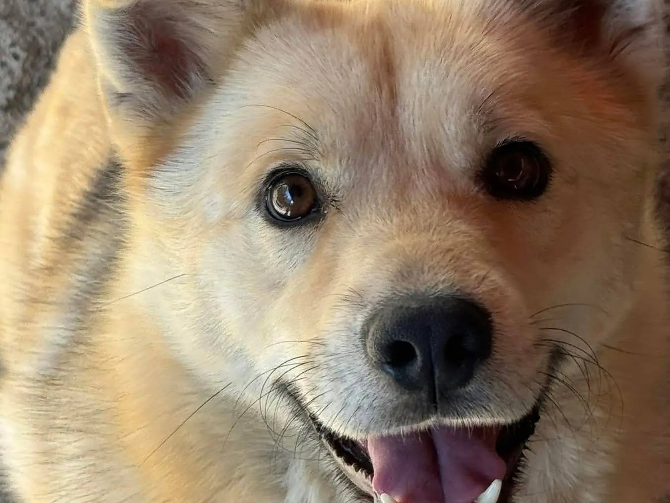 Adozione cane, maschio, Razza sconosciuta Razza sconosciuta, 4 anni e 4 mesi, taglia media, Firenze
