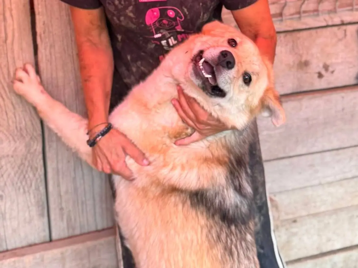 Adotta il cane HACHIKO a Firenze