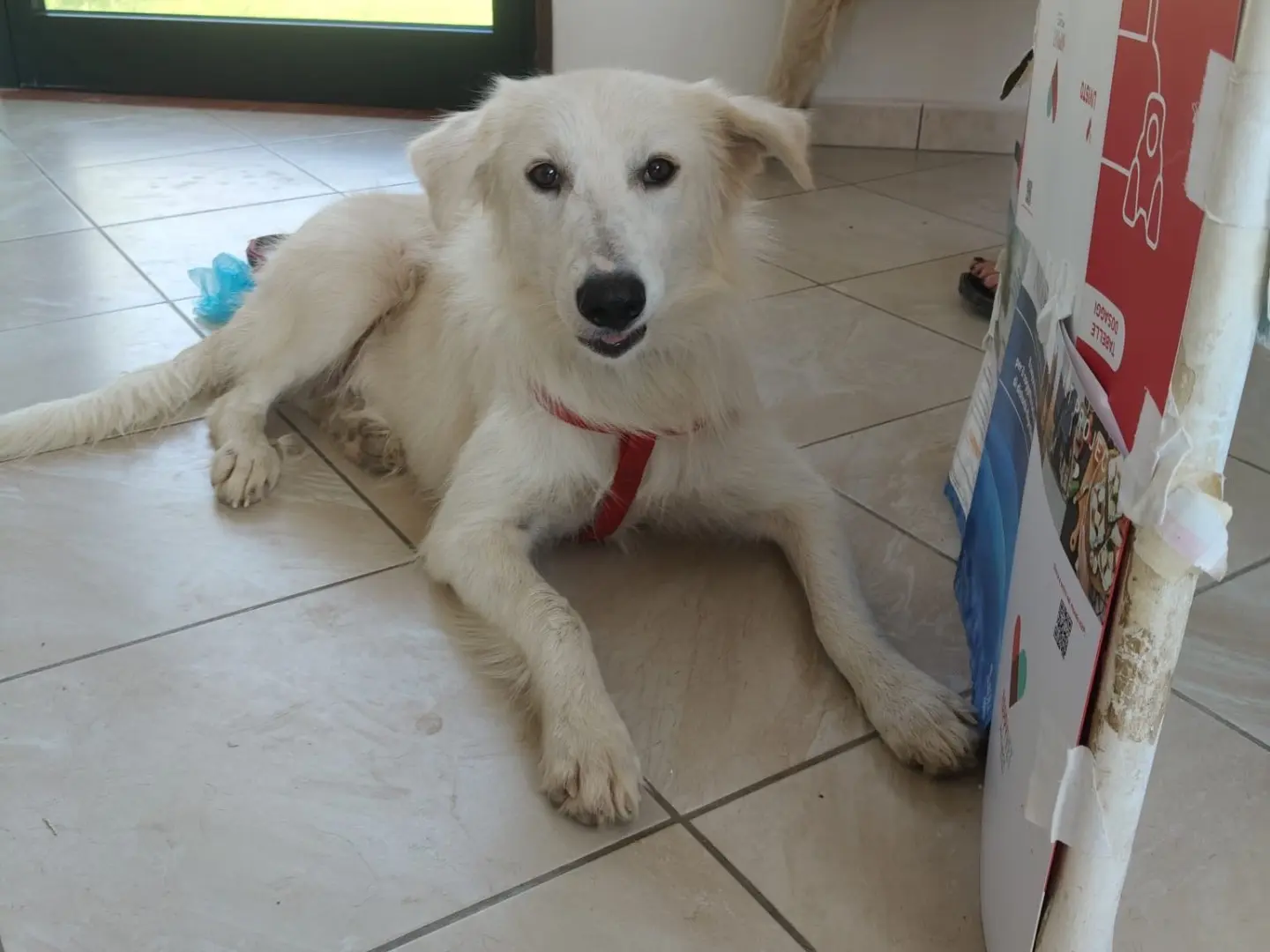 Adotta un cane, femmina, 2 anni e 4 mesi, Crotone