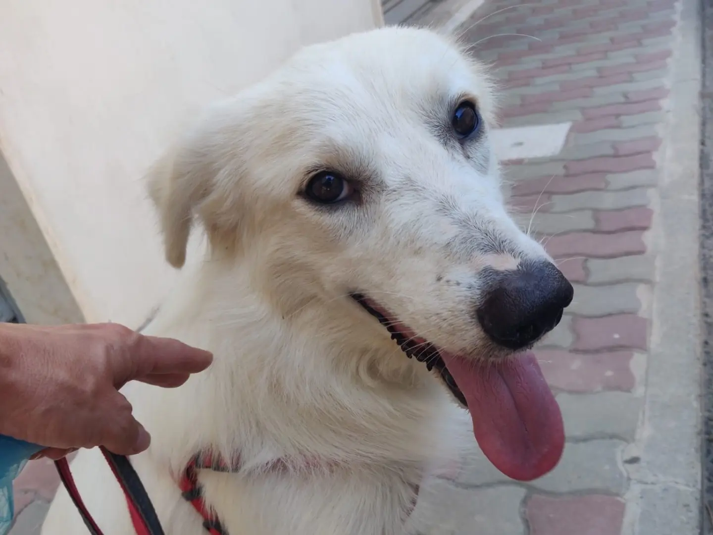 Adozione cane, femmina, Razza sconosciuta Razza sconosciuta, 2 anni e 4 mesi, taglia media, Crotone