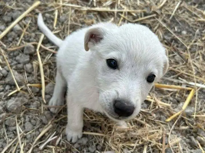 Foto 2 dell'animale