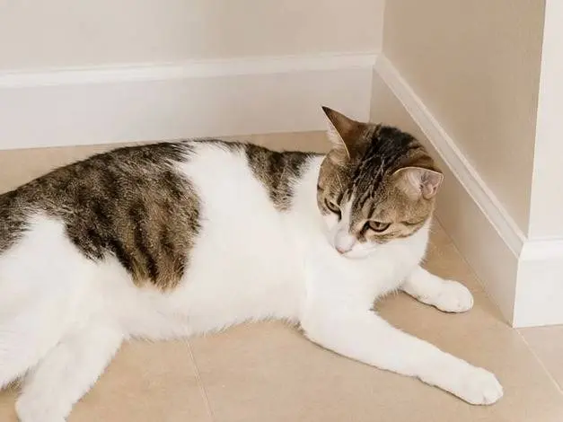 Adozione gatto, maschio, Razza sconosciuta Razza sconosciuta, 1 anno, taglia non valida, Lecco