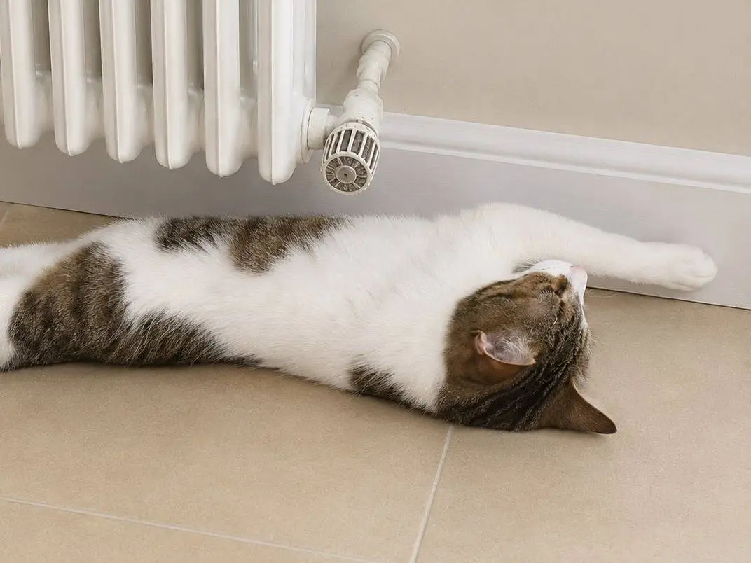 Adotta un gatto, maschio, 1 anno, Lecco