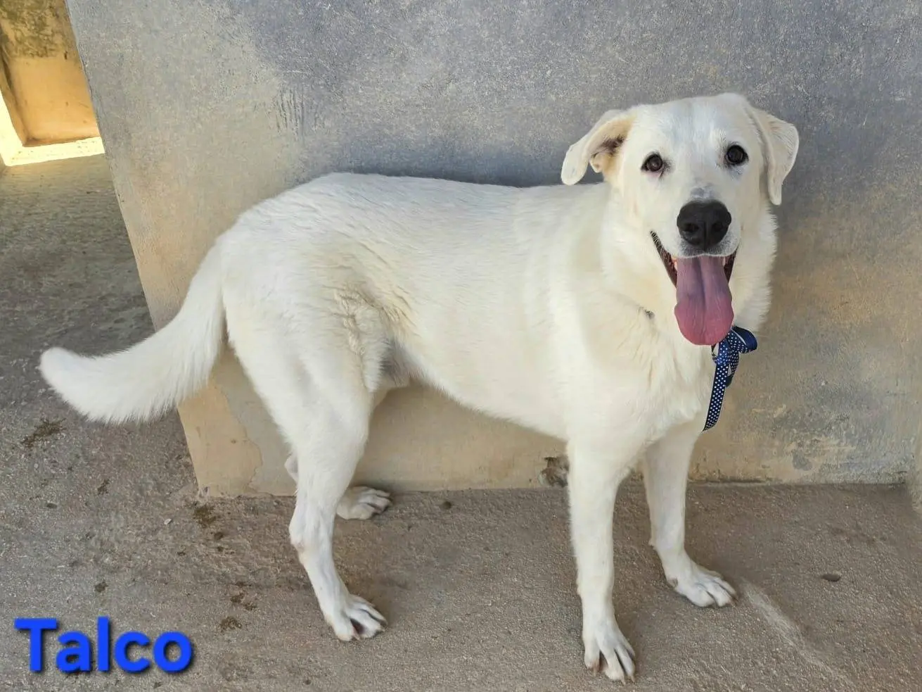 Vuoi adottare un cane a Taranto?