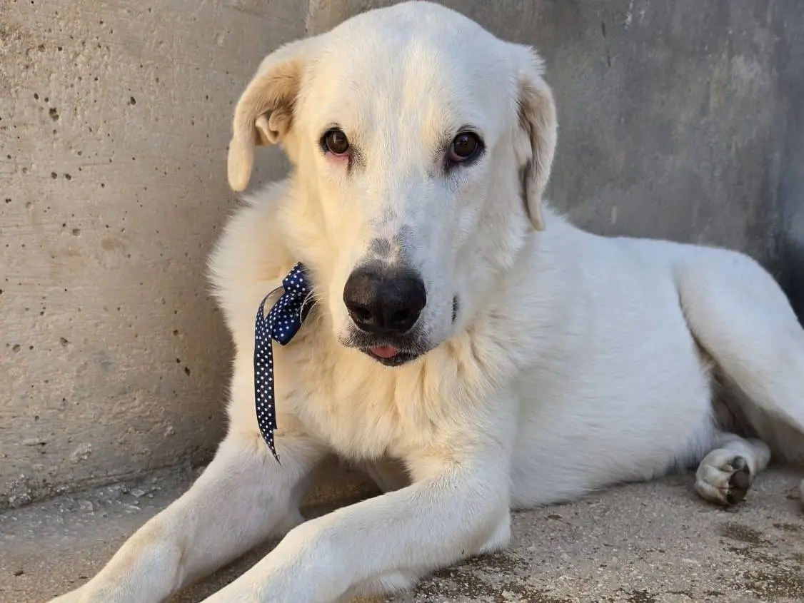 Adotta il cane Talco a Taranto