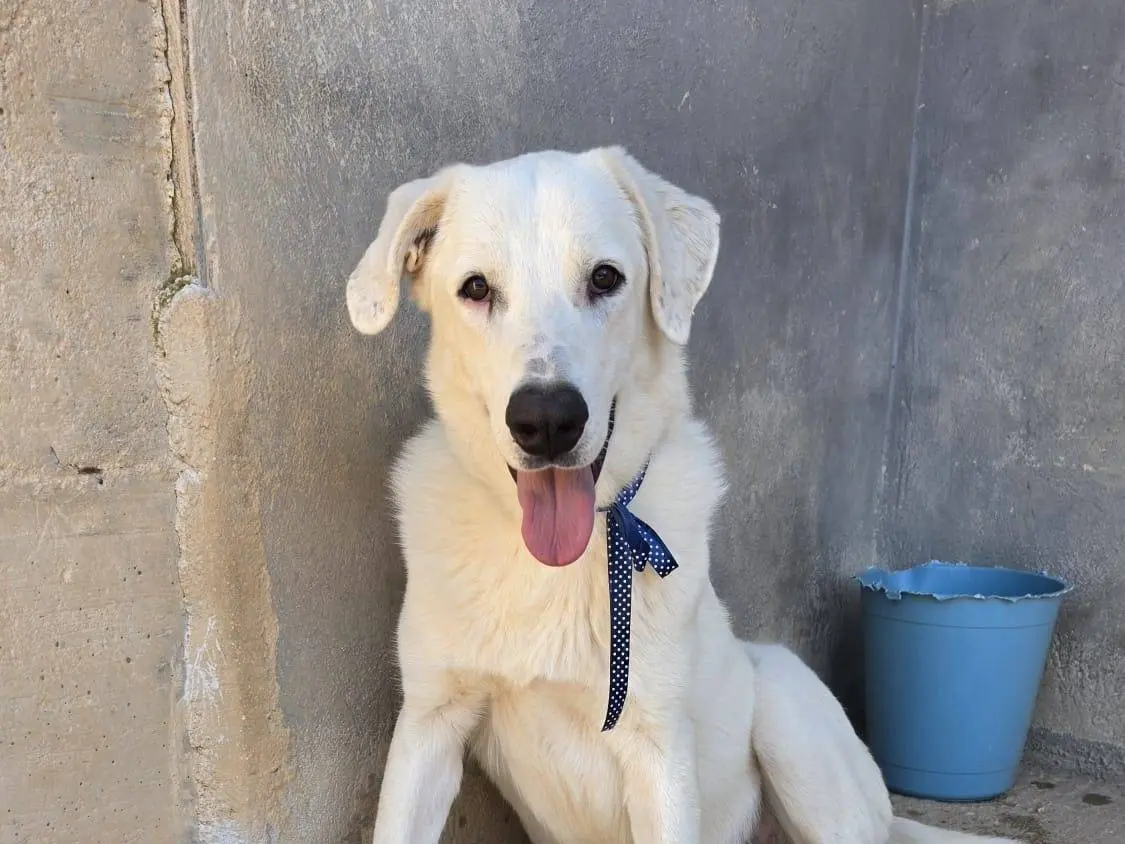 Adotta un cane, taglia grande, maschio, Taranto