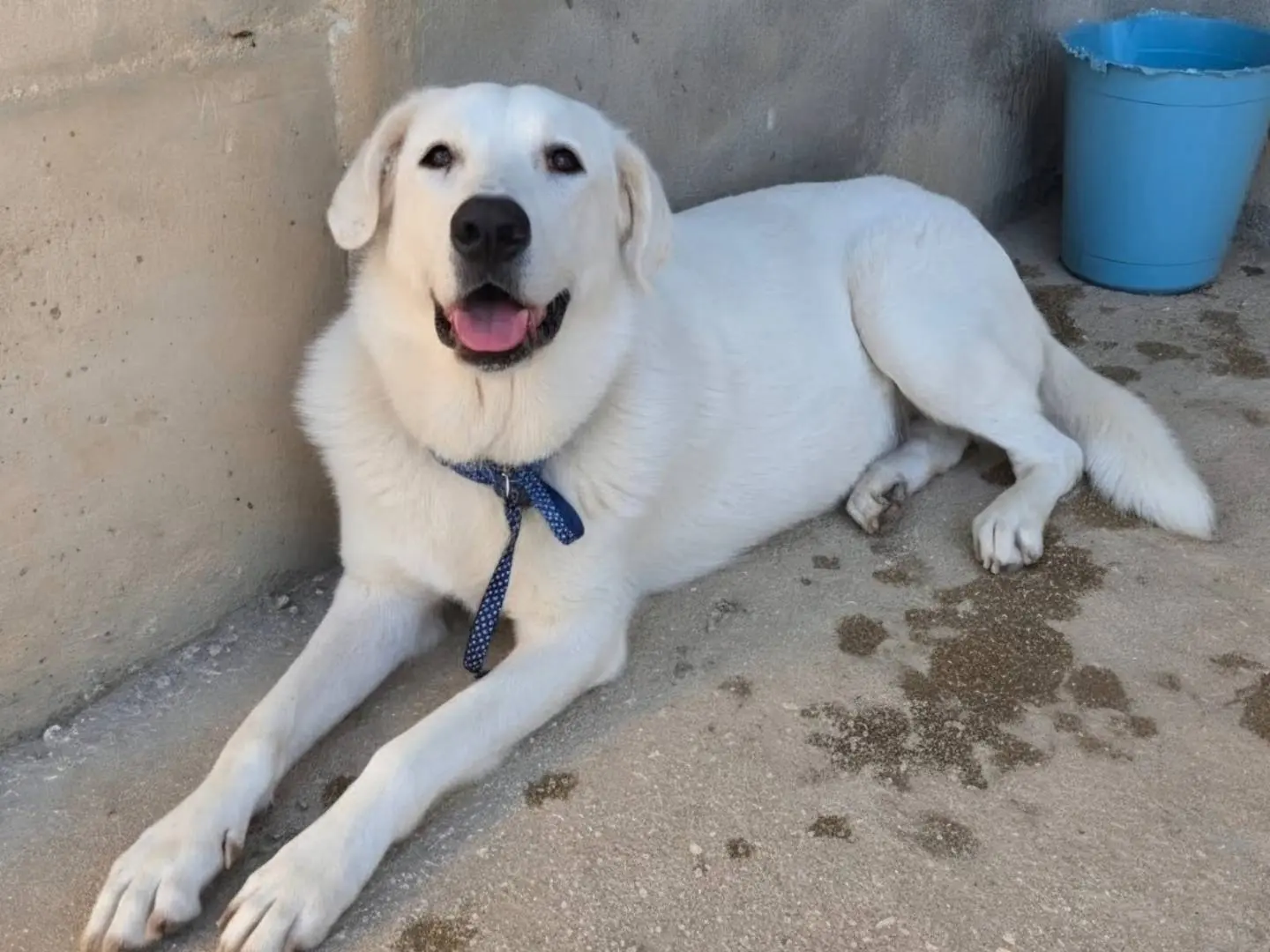 Adozione cane, maschio, Razza sconosciuta Razza sconosciuta, 1 anno e 8 mesi, taglia grande, Taranto
