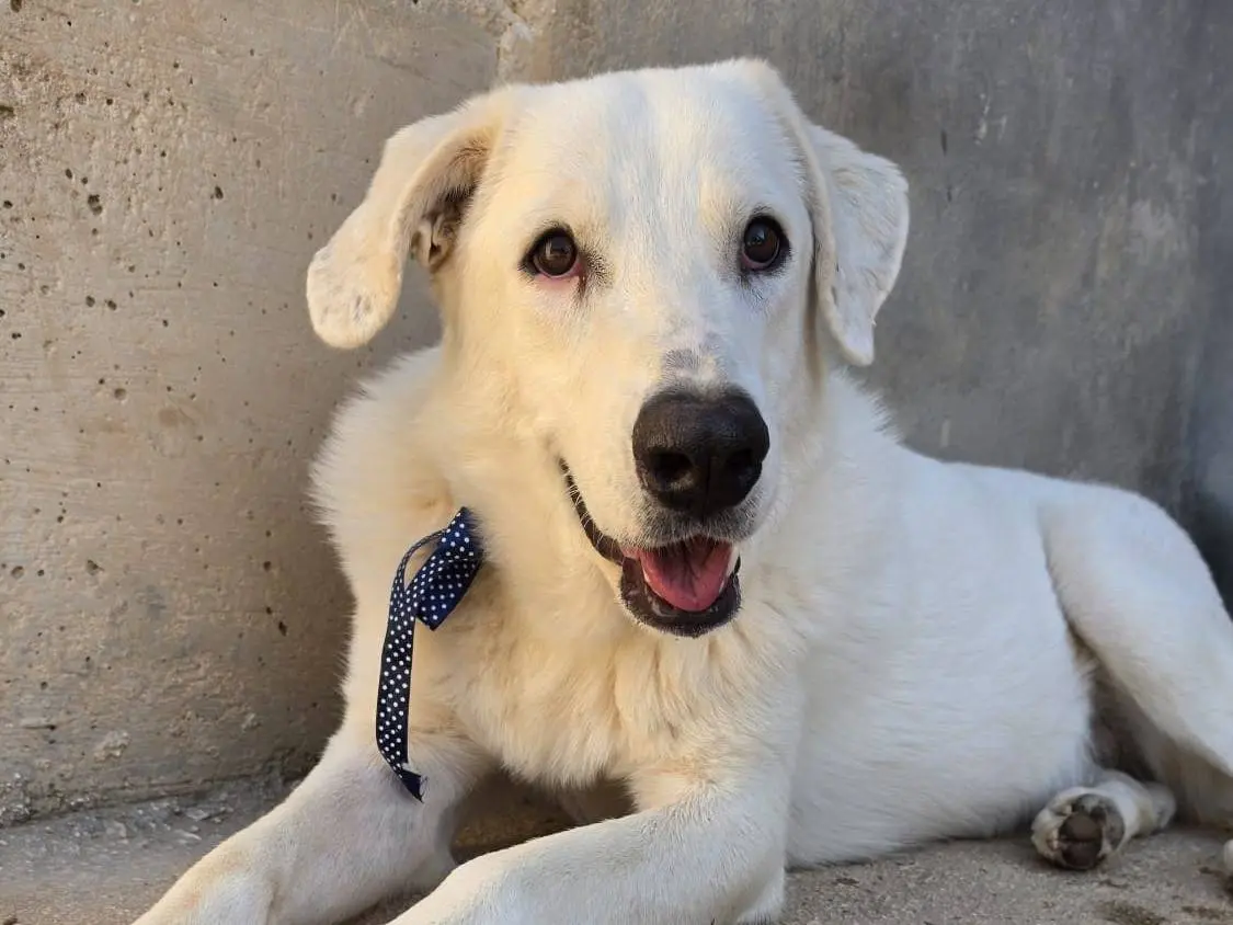 Adotta un cane, maschio, 1 anno e 8 mesi, Taranto