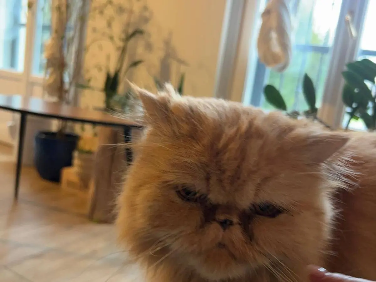 Adozione gatto, maschio, Razza sconosciuta Razza sconosciuta, 9 anni, taglia non valida, Milano