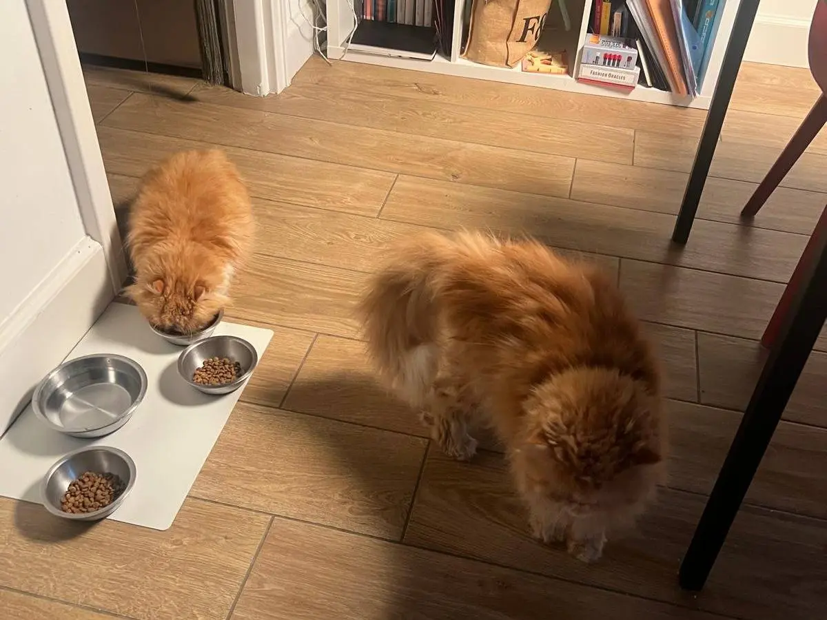 Adotta un gatto, taglia non valida, maschio, Milano