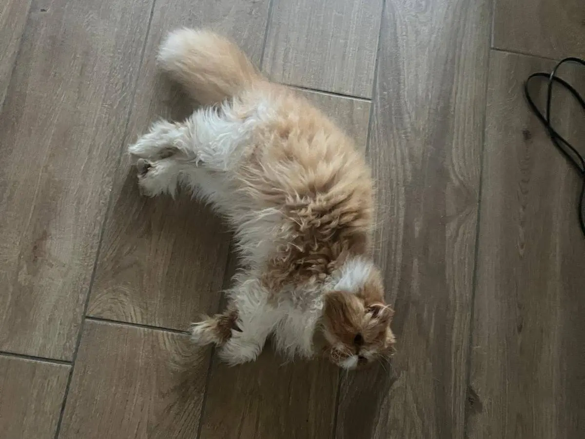 Vuoi adottare un gatto a Milano?