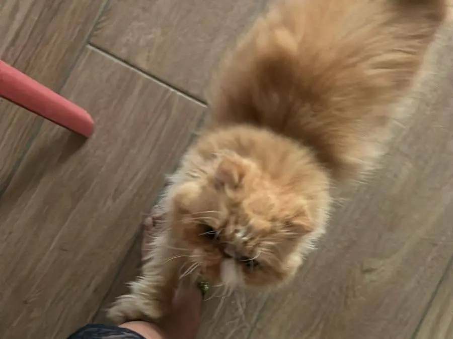 Adotta un gatto, maschio, 9 anni, Milano