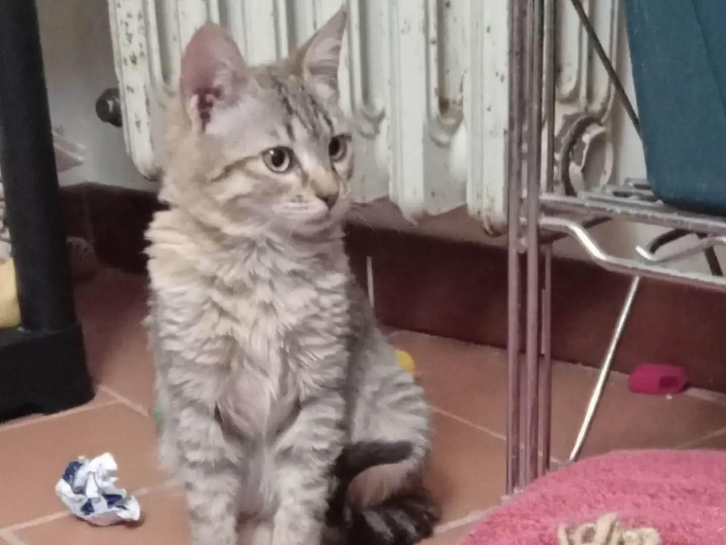 Adozione gatto, femmina, Razza sconosciuta Razza sconosciuta, 1 anno e 11 mesi, taglia non valida, Firenze
