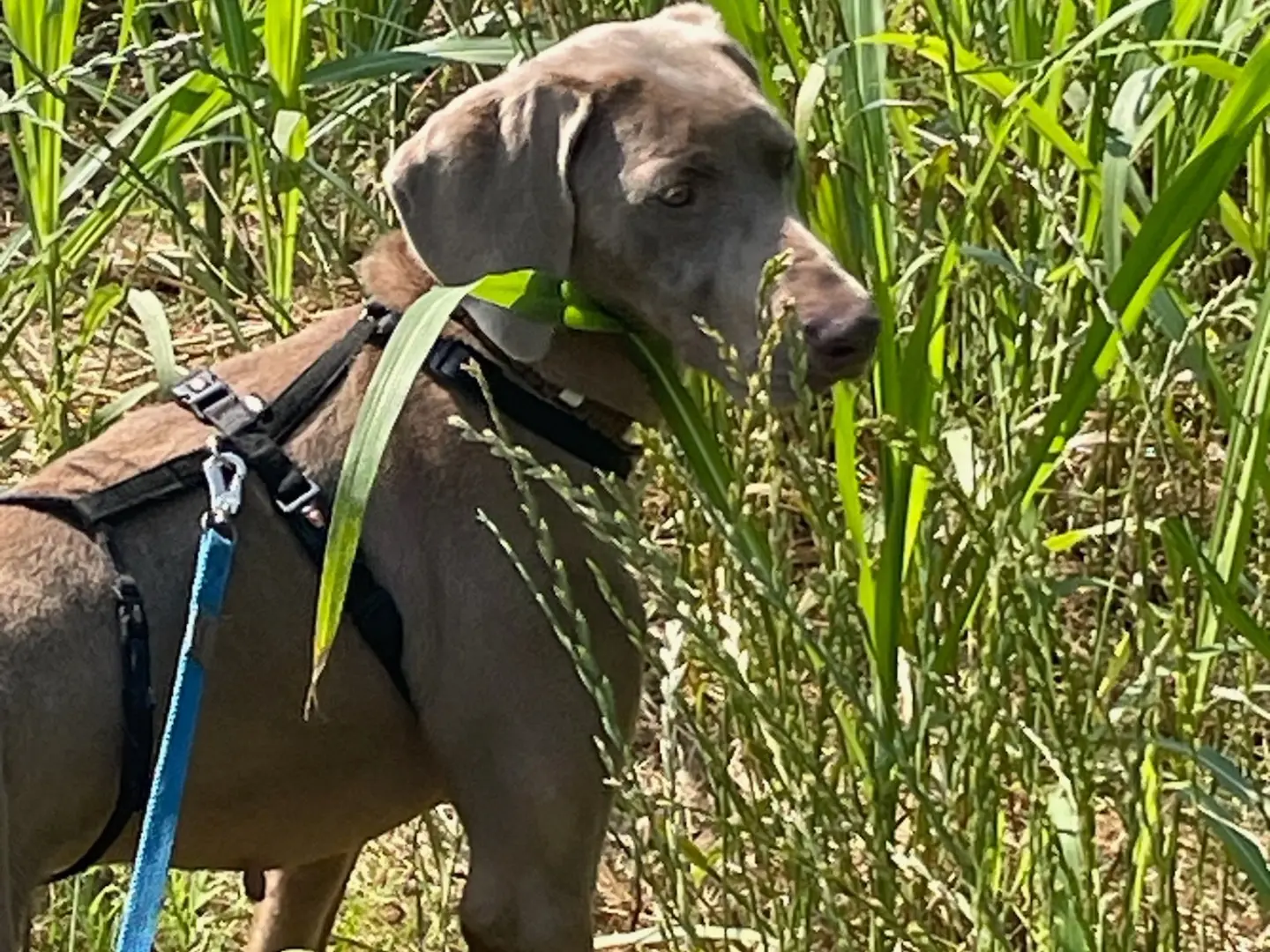 Adotta un cane, femmina, 4 anni e 4 mesi, Milano