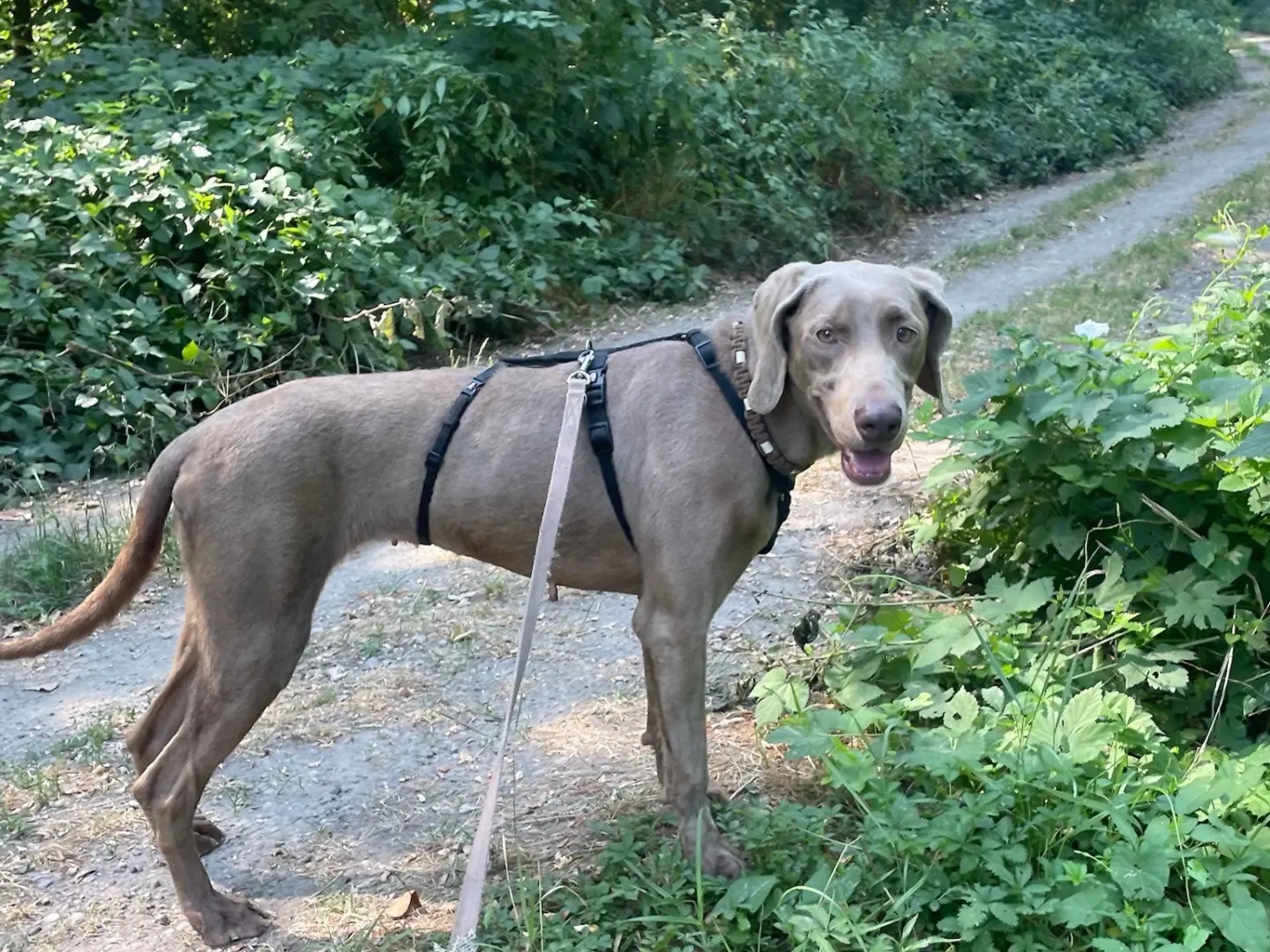 Adotta il cane Carmen a Milano