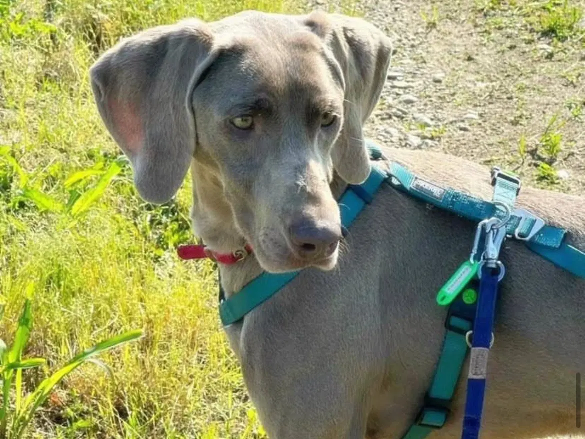Adozione cane, femmina, Weimaraner Razza sconosciuta, 4 anni e 4 mesi, taglia media, Milano