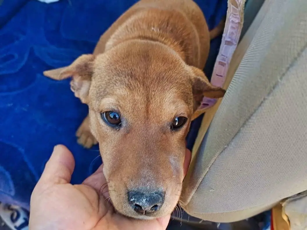 Adozione cane, femmina, Razza sconosciuta Razza sconosciuta, 1 anno e 4 mesi, taglia piccola, Como