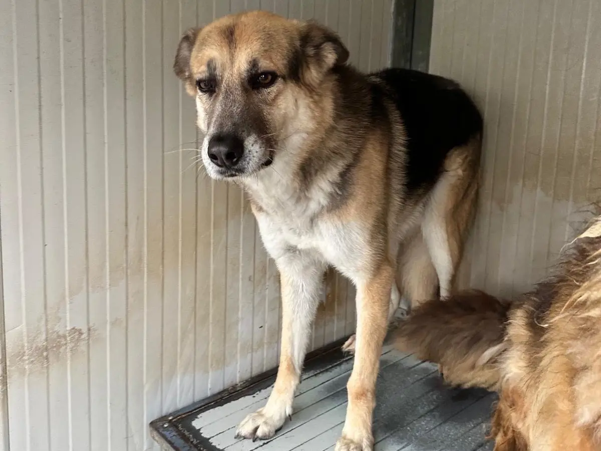 Adozione cane, maschio, Razza sconosciuta Razza sconosciuta, 9 anni e 2 mesi, taglia media, Latina