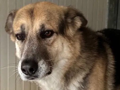Adotta un cane, maschio, 9 anni e 2 mesi, Latina