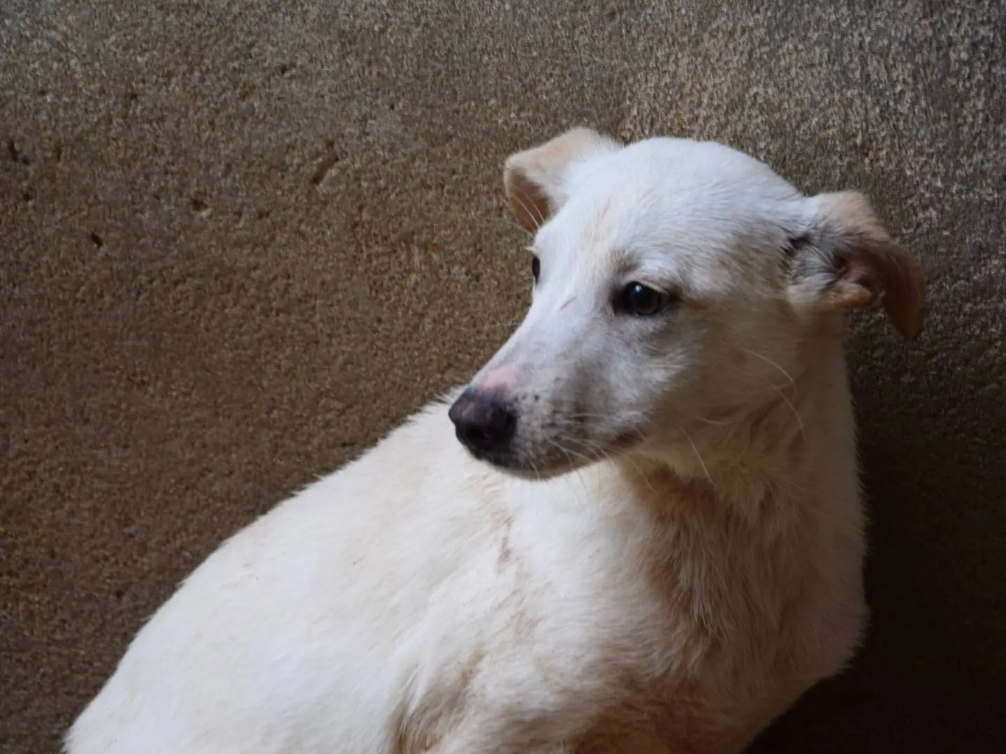 Adozione cane, maschio, Razza sconosciuta Razza sconosciuta, 2 anni e 1 mese, taglia media contenuta, Chieti