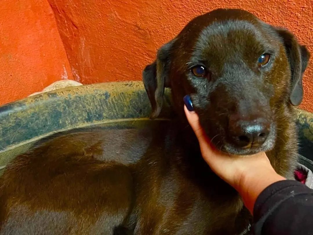 Adozione cane, femmina, Razza sconosciuta Razza sconosciuta, 6 anni e 7 mesi, taglia media contenuta, Roma