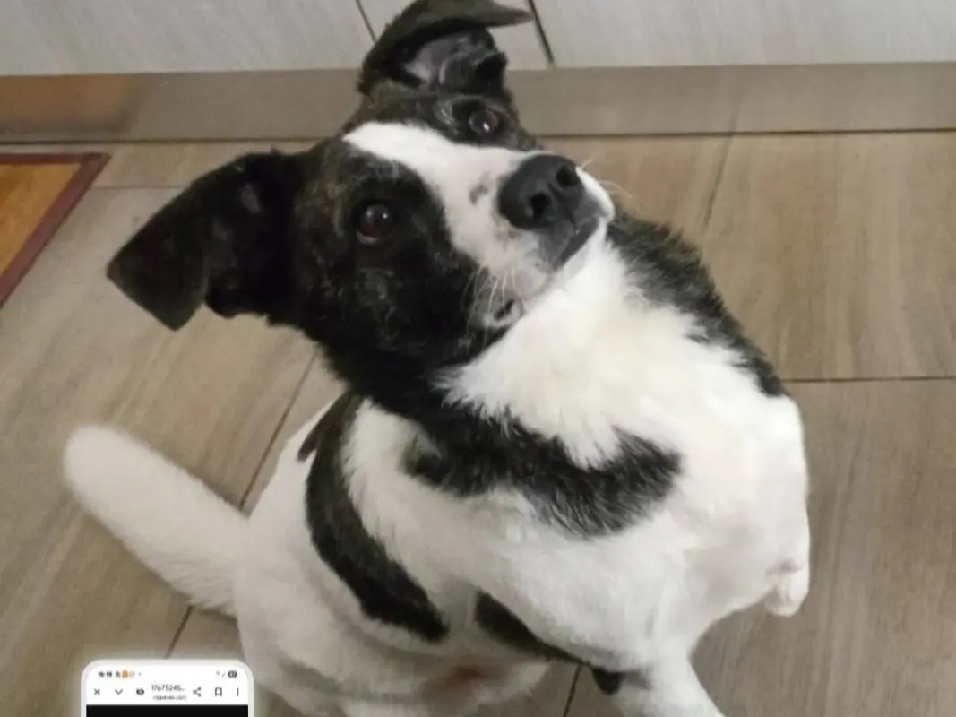 Adozione cane, femmina, Razza sconosciuta Razza sconosciuta, 3 anni e 3 mesi, taglia media contenuta, Nuoro
