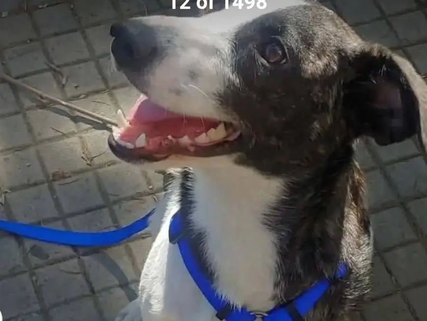 Adotta un cane, femmina, 3 anni e 3 mesi, Nuoro