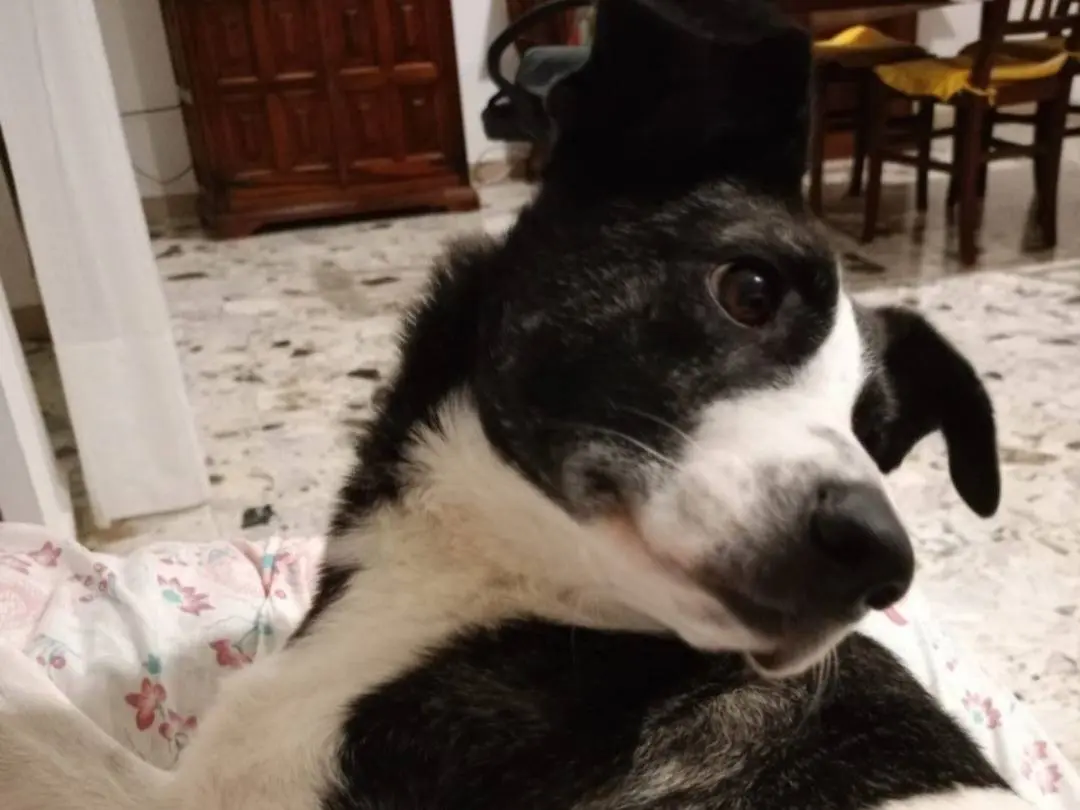 Vuoi adottare un cane a Nuoro?