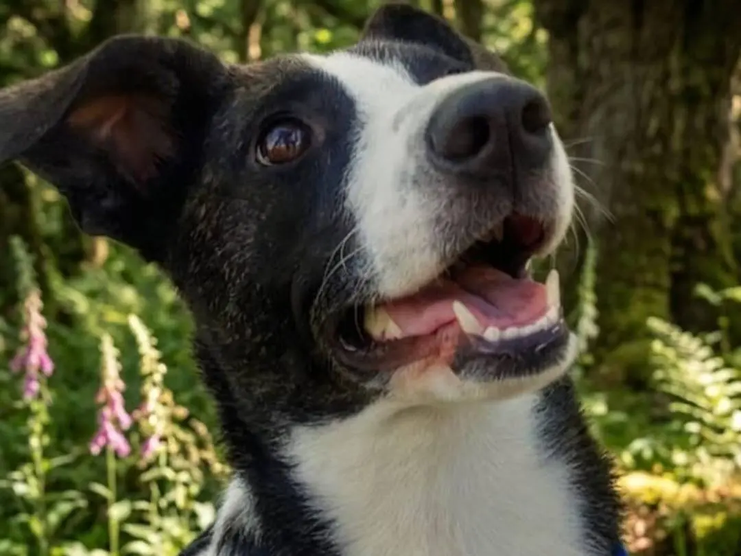 Adotta il cane Luce TRIPODE SOS SOS a Nuoro