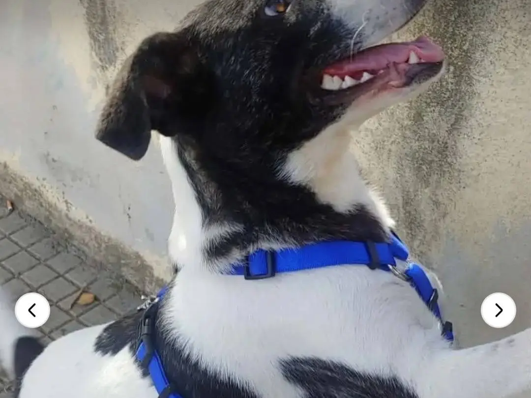 Adotta un cane, taglia media contenuta, femmina, Nuoro