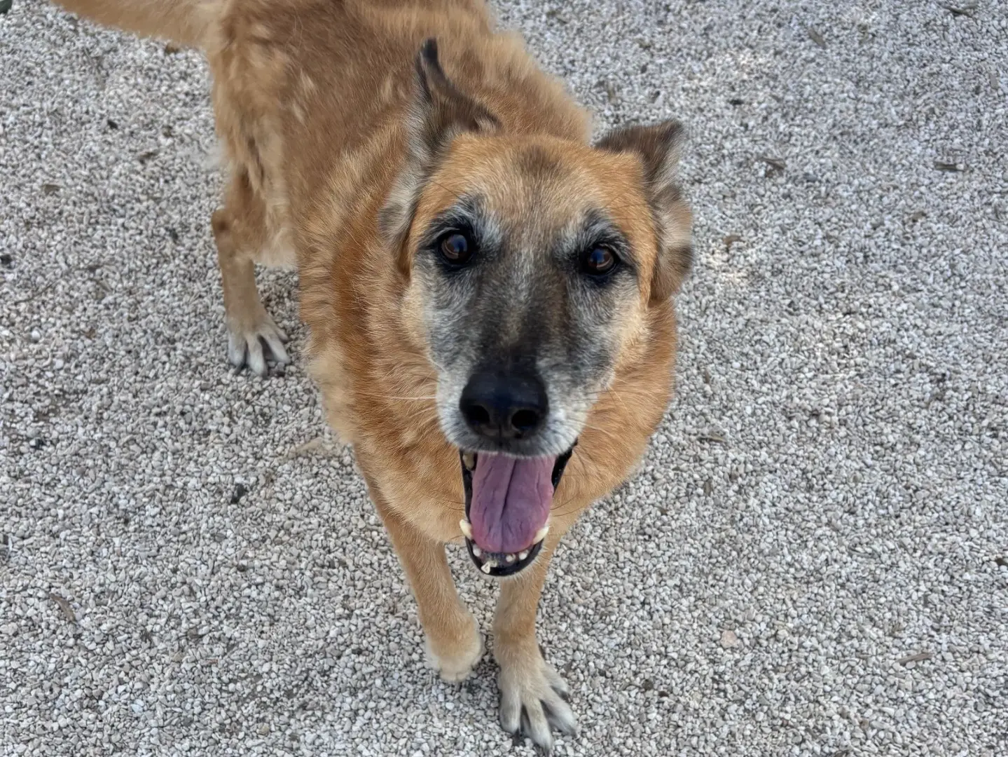 Adotta un cane, taglia media, femmina, Taranto