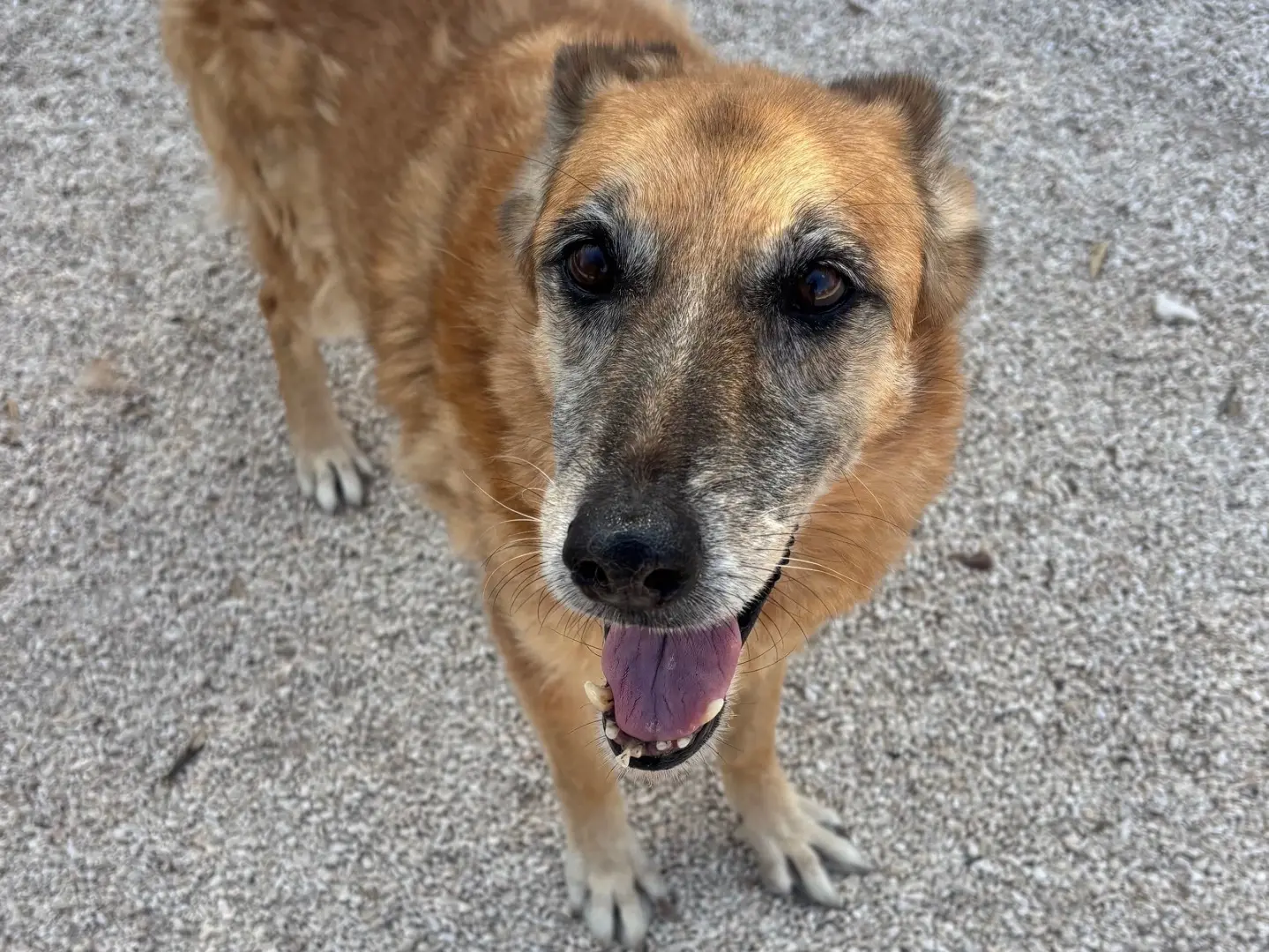 Adotta un cane, femmina, 10 anni e 6 mesi, Taranto