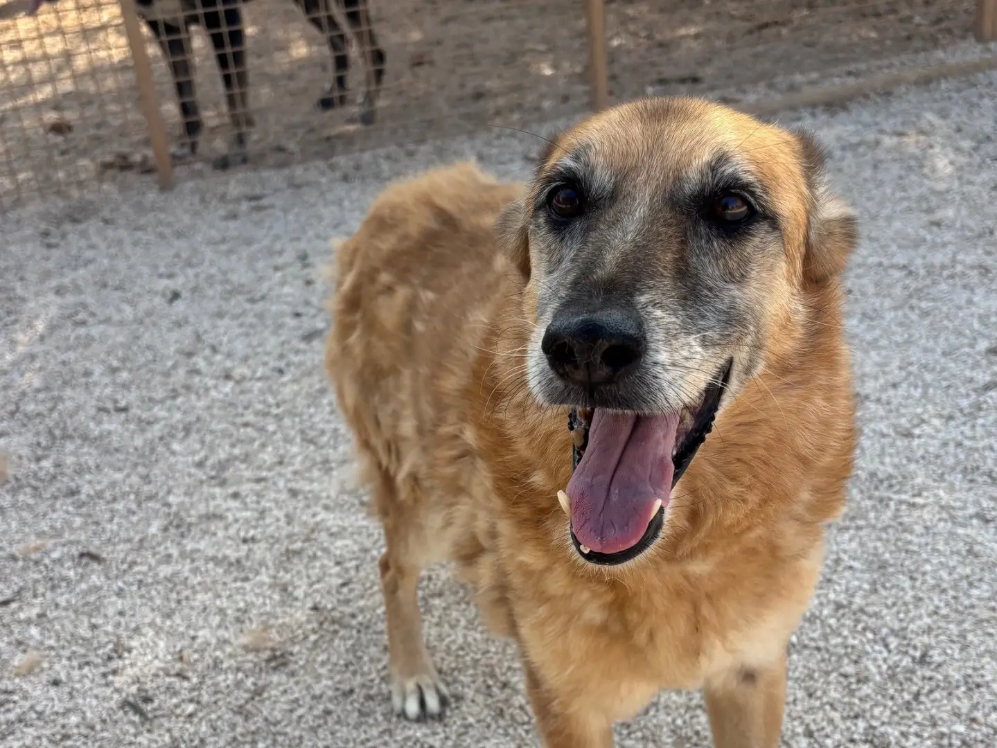 Adozione cane, femmina, Razza sconosciuta Razza sconosciuta, 10 anni e 6 mesi, taglia media, Taranto