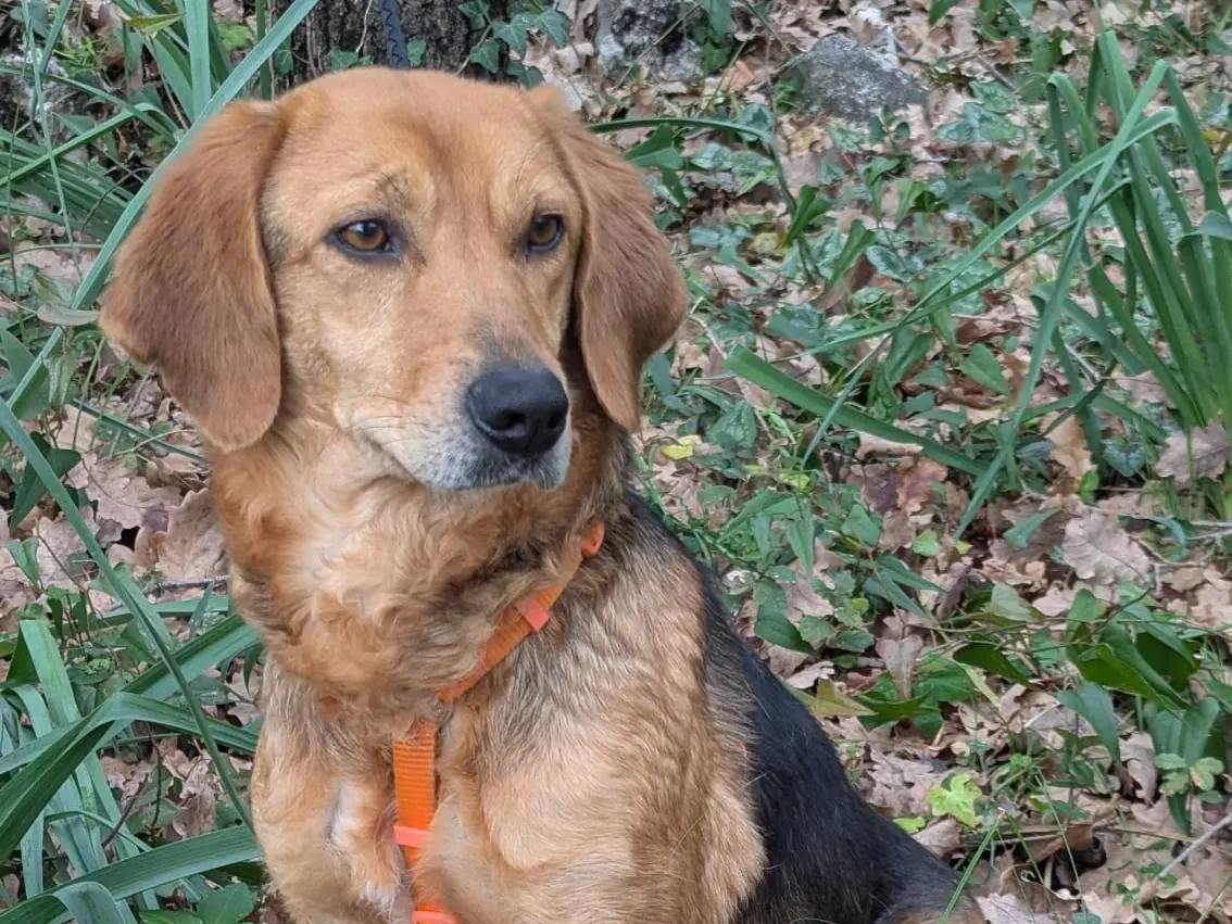 Adotta il cane Margherita a Frosinone