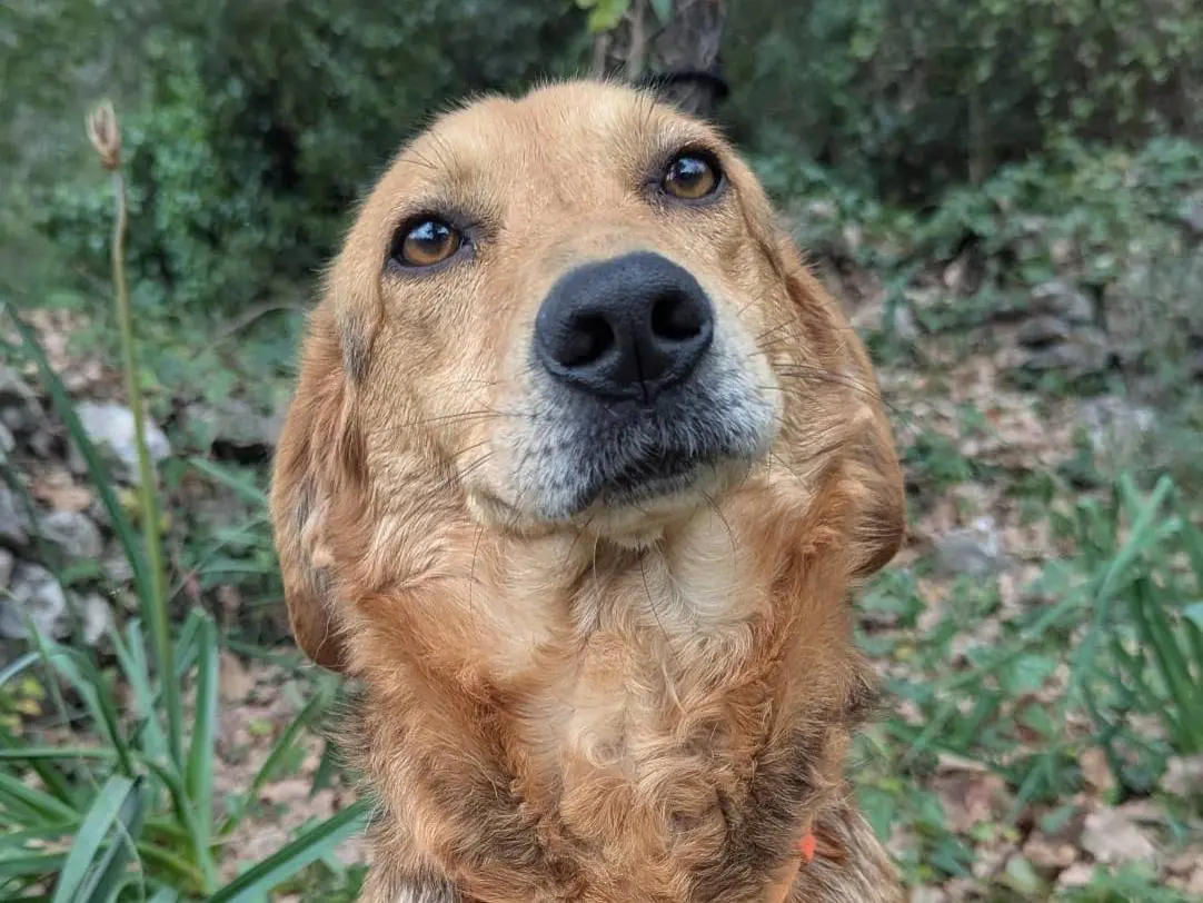Vuoi adottare un cane a Frosinone?