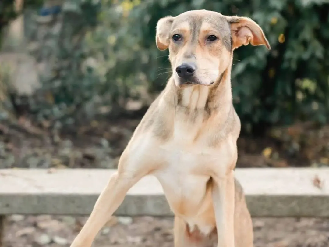 Adotta un cane, taglia media, femmina, Torino