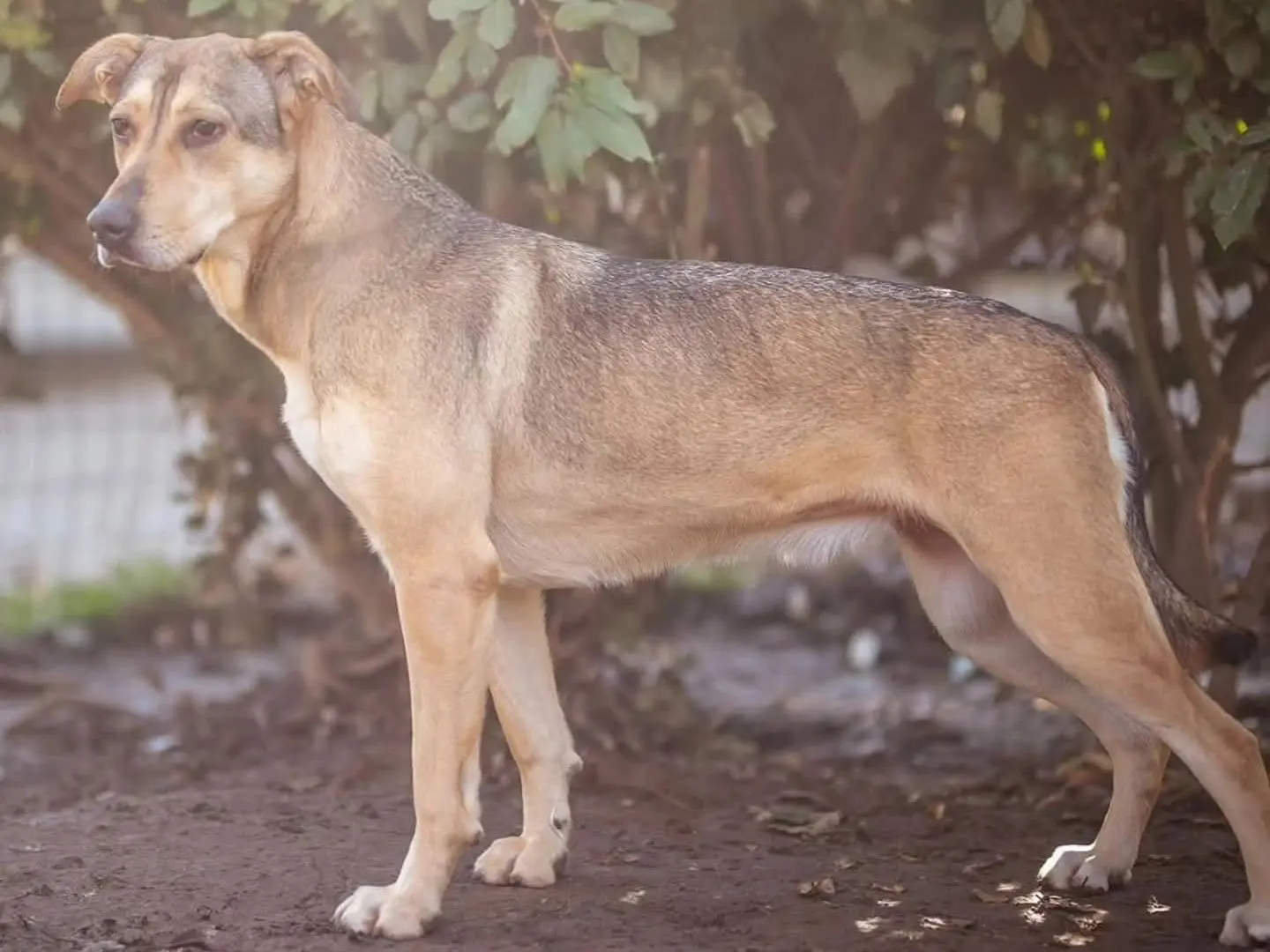 Vuoi adottare un cane a Torino?