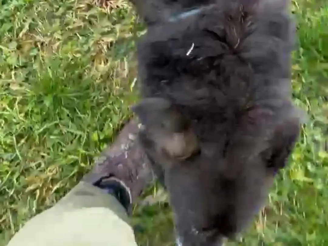 Adotta un cane, taglia media, femmina, Pavia