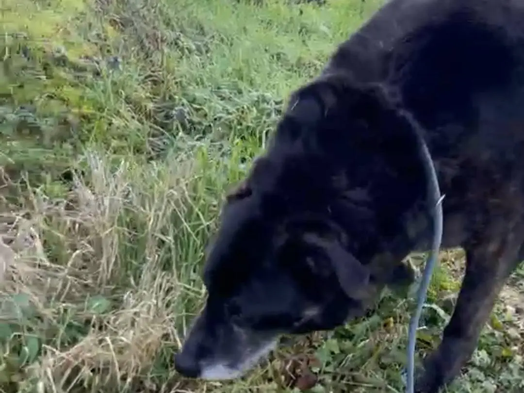 Adotta un cane, femmina, 6 anni, Pavia